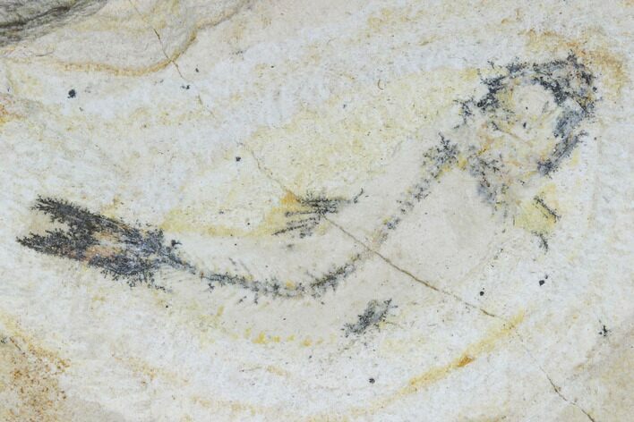 Cretaceous Fossil Fish - Morocco #104399